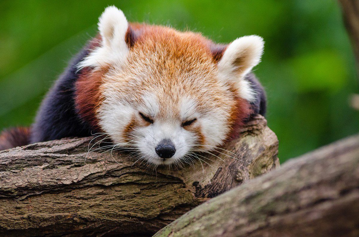 Mozilla Japan コミュニティ On Twitter 大熊猫 ジャイアントパンダ 小熊猫 レッサーパンダ Firefox