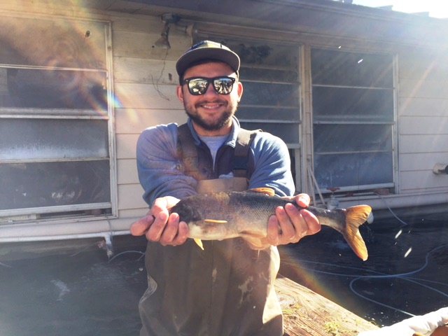 Inthecurrentaz's tweet image. Annual Roundtail Chub Harvest at Bubbling Ponds - inthecurrent.org/bap/annual-rou…