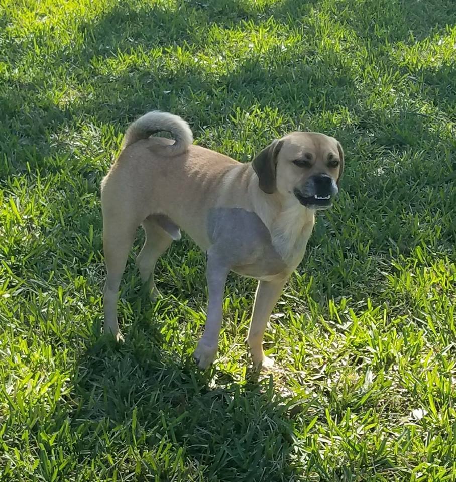 Update on Chewbacca the Puggle!
Chewbacca hopes that everyone has a great holiday! He's very happy he was not euthanized last week and he's doing great after his elbow repair surgery! 
#Adopt #Rescue #PugRescueOfFlorida #Puggle