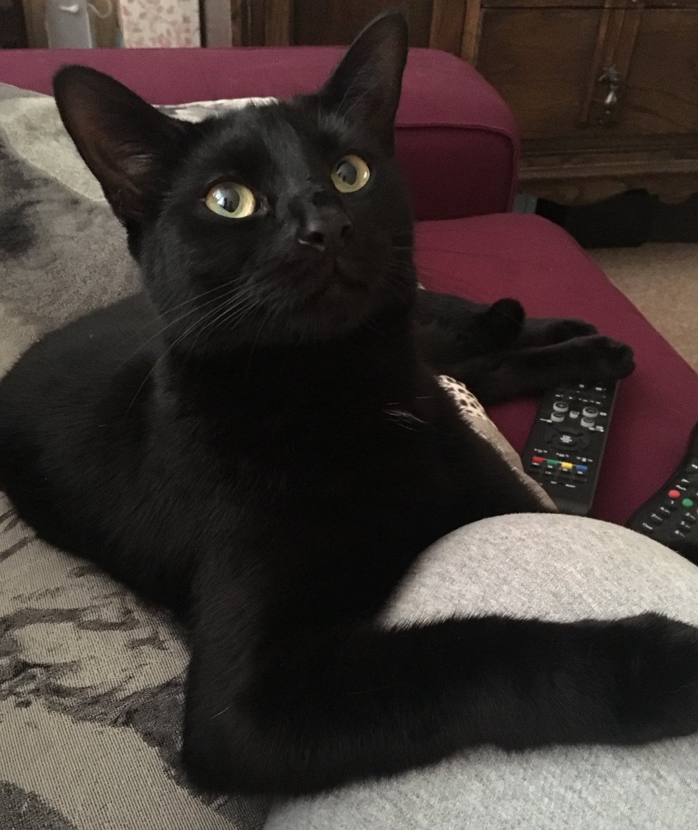 SolihullUpdates's tweet photo. MISSING: Have you seen Jinx?

1-year-old male black cat (tiny white patch on chest) missing since Christmas Day from the Ringmere Avenue/Chestnut Drive area B36. Microchipped - no collar.

ANY sightings of him, let SU know.

Please RT. https://t.co/x8qHtK5Nue