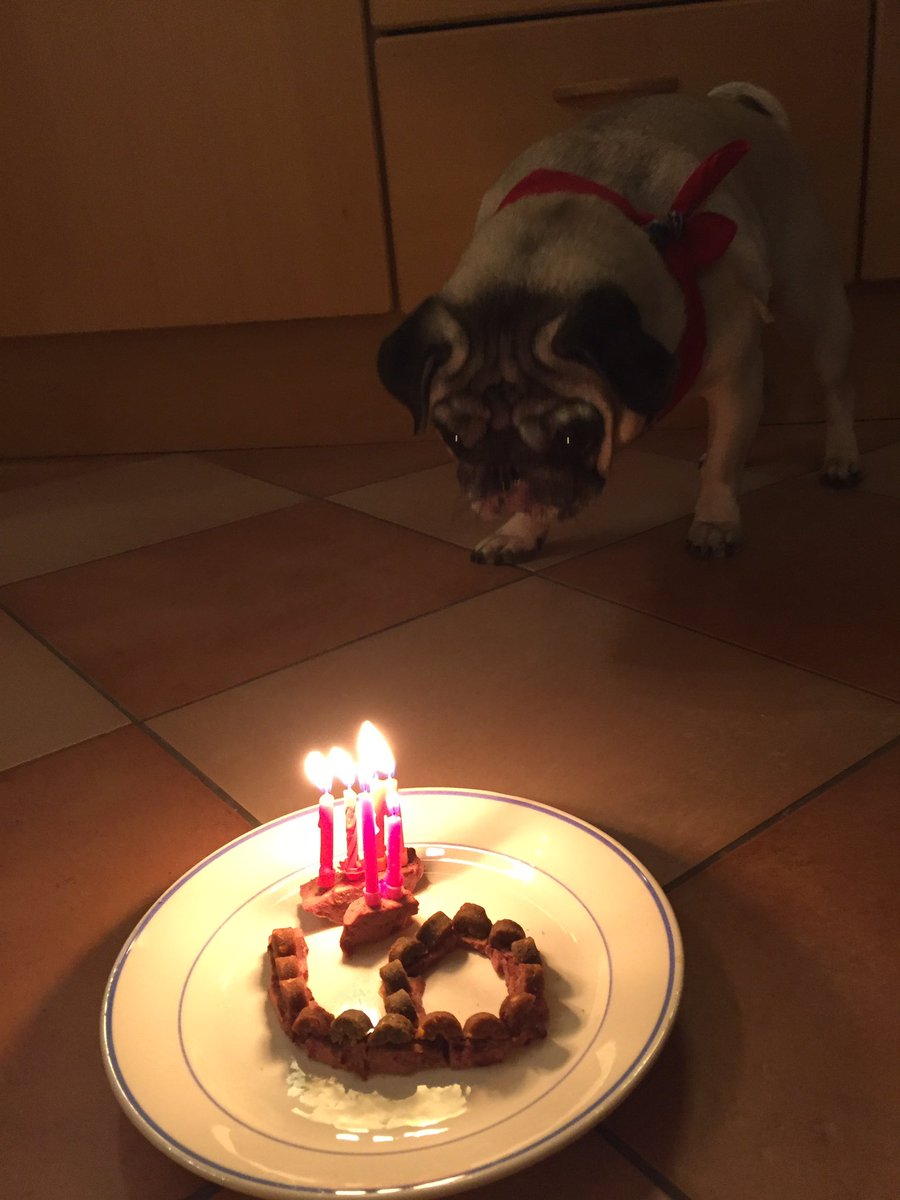 kallioinenr's tweet photo. #birthdaygirl #6years #pug #mopsi #mopsen https://t.co/30eENEkmLh