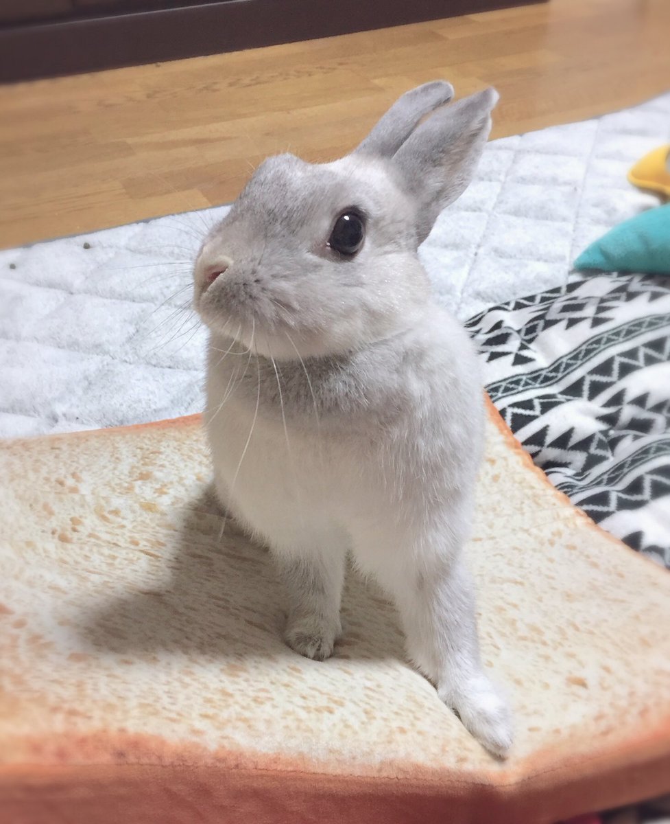 井口病院 同じうさぎです