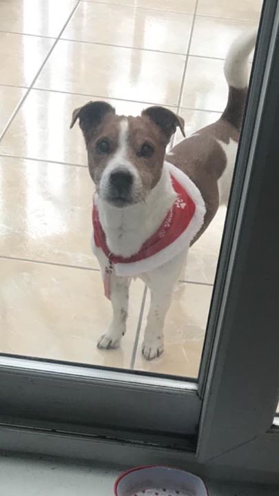 SolihullUpdates's tweet photo. FOUND: Do you know who he belongs to?

Male dog found wandering loose today (26/12) on Colesbourne Road/Daylesford Road B92. Red Xmas collar/bandana.

Finder advised to take him to 608 Vets Solihull to check for a microchip.

Please RT this appeal. https://t.co/hJTshPvKdx