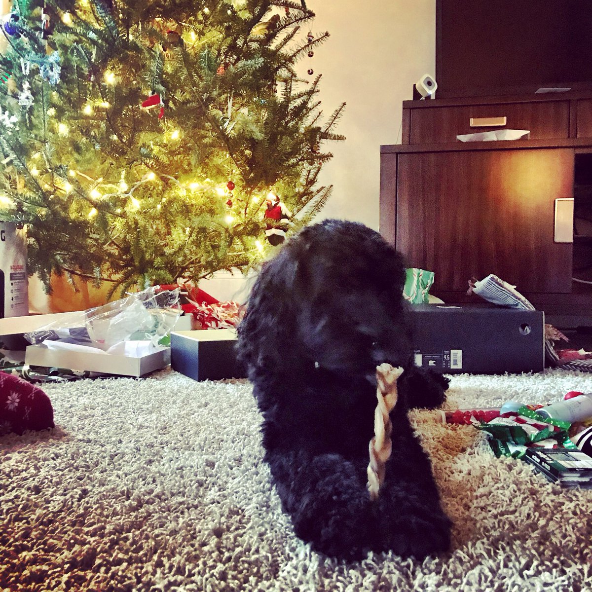 Merry Christmas pups! Hoping you had a blast like me yesterday and Santa brought you lots of bones too 🐶🎄