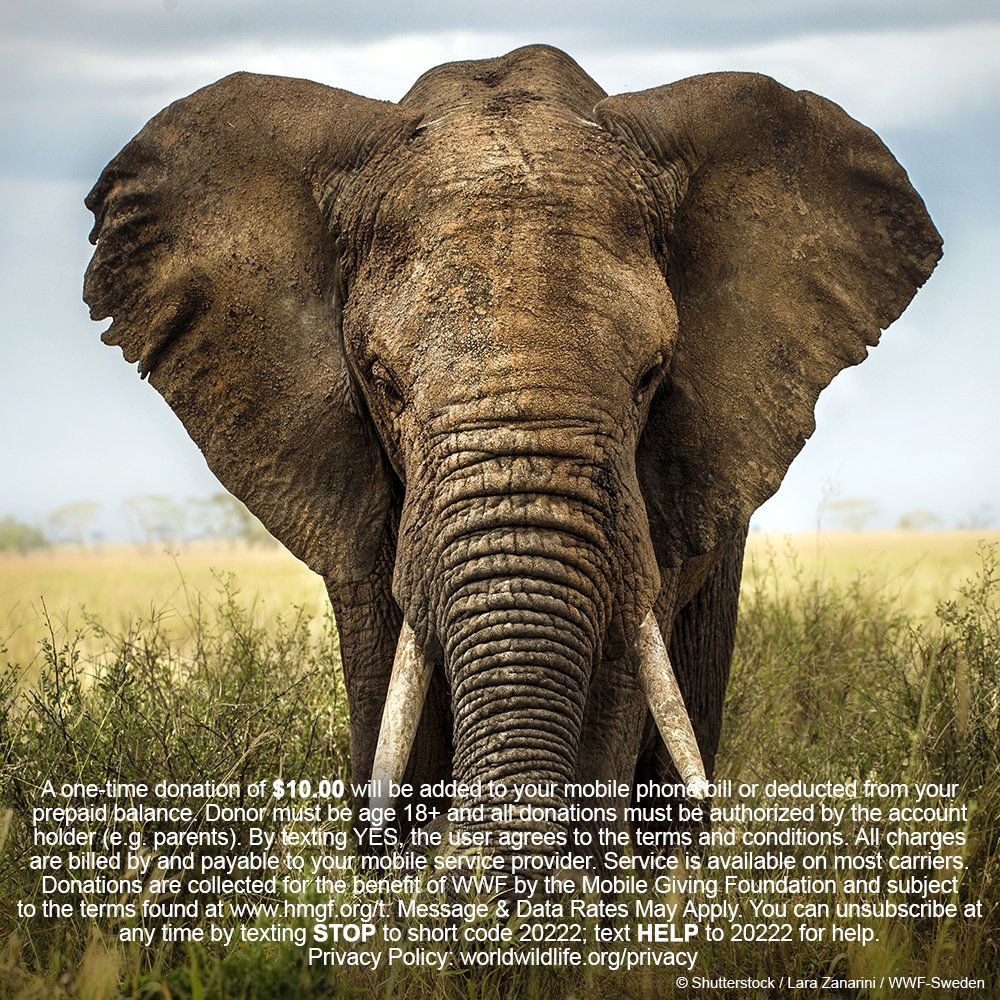 World_Wildlife's tweet image. Every 26 minutes, poachers kill an African elephant. We must stop this.  
ACT NOW to stop poaching and protect nature from many threats. Donate today + help make our global conservation work possible. If you live in the US, you can donate $10 to WWF by texting PANDA to 20222.