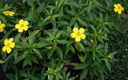honeyvelez07's tweet photo. BEST DISCOUNT (20%) EVER + FREE APHRODISIAC

Use CODE:  20+DAMIANA => https://t.co/SGTKfBxr2P

#Damiana is a wild shrub that grows in #Mexico #CentralAmerica #West Indies. Enjoy increased sexual desire

#PurpleSticky #PurpleStickySalvia #Salvia #SalviaDivinorum #SalviaDragon https://t.co/0Td3qHgo1n