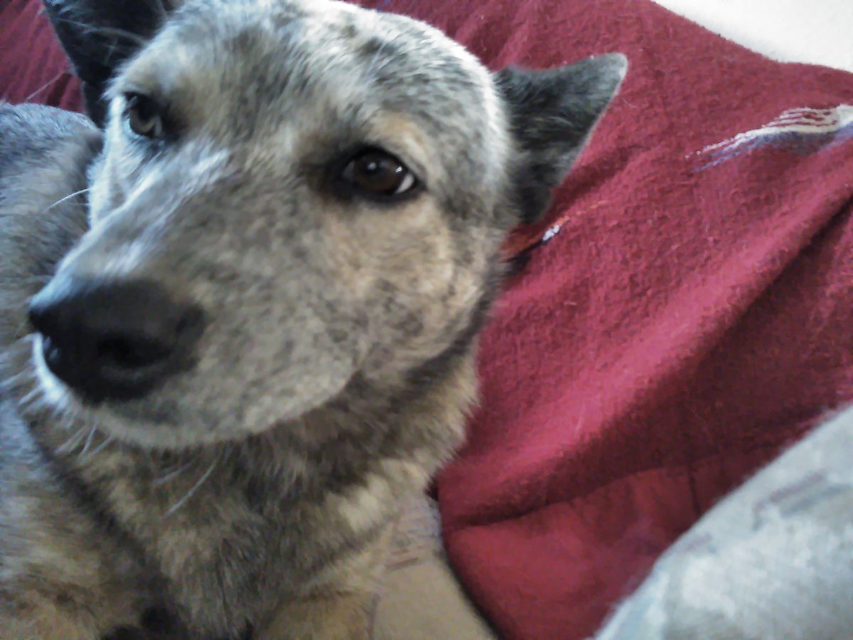 SweetieHeeler's tweet photo. Just chillin #dogsoftwitter https://t.co/rEdqeaHfJ6