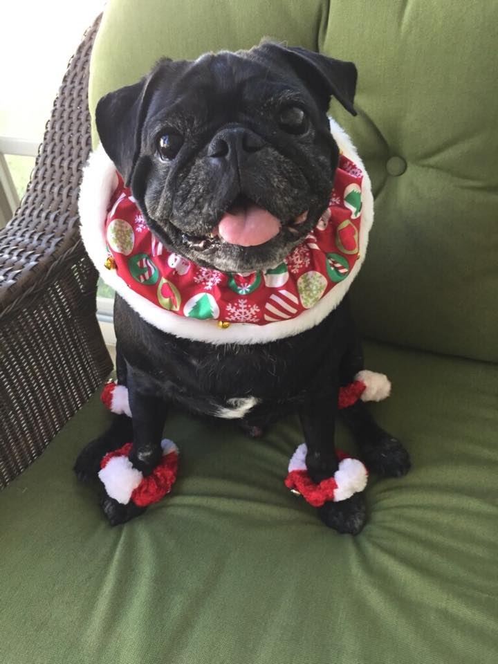 Happy Christmas Eve from Angus! Adopted from Pug Rescue of Florida February 2013

#PugRescue #Adopt #Rescue #Pug #Pugs #PugLife#PugRescueOfFlorida #PugRescueofFL