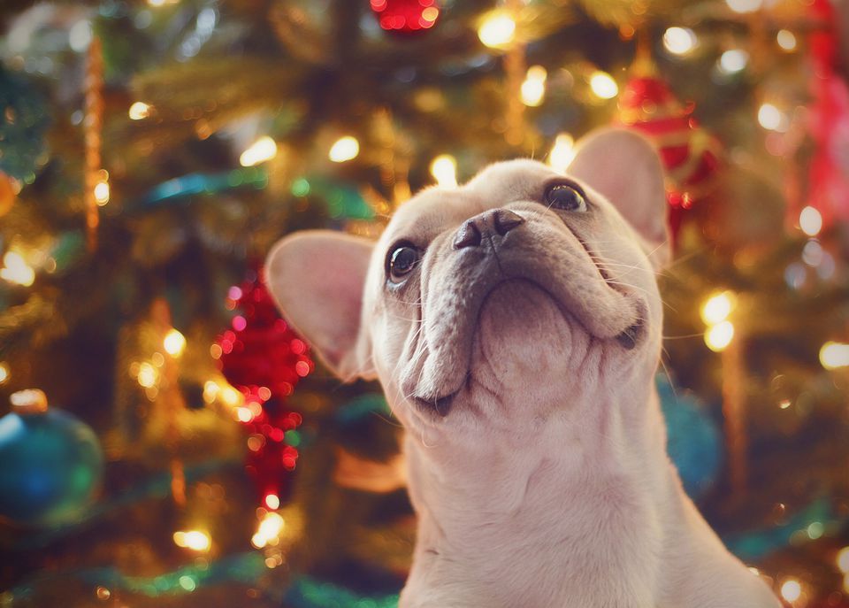 SereneAnimals's tweet photo. https://t.co/59G2Khqg9u