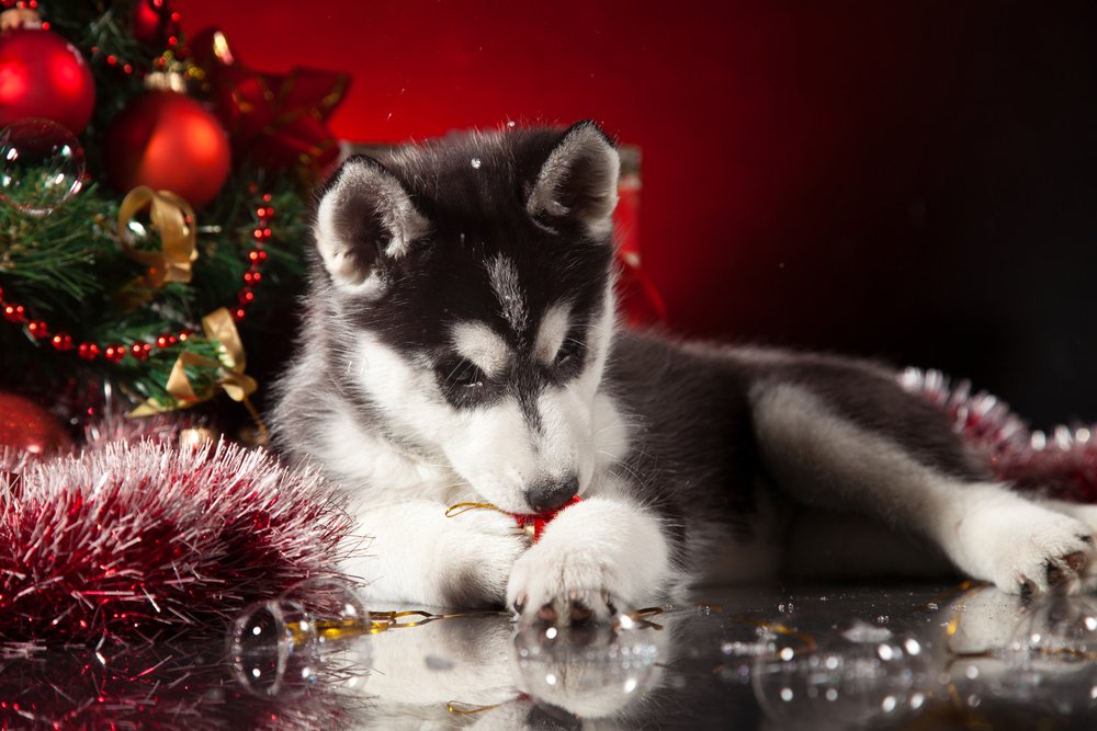 SereneAnimals's tweet photo. my top favorite desktop backgrounds for Christmas. https://t.co/wfSmkJJW1A