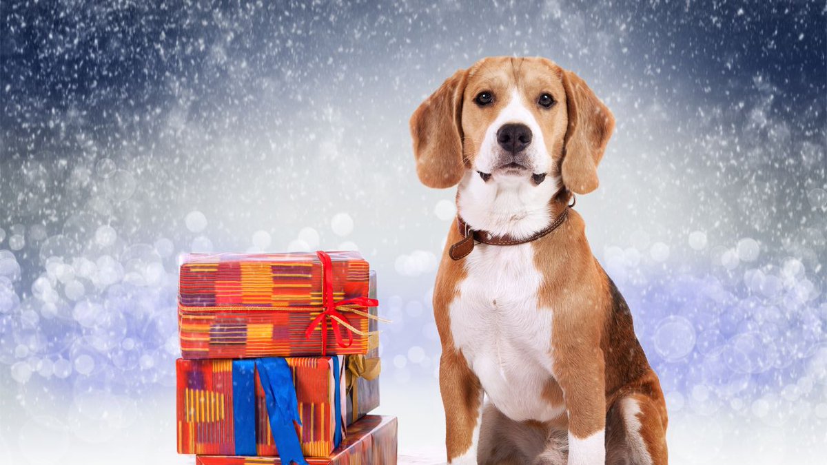 SereneAnimals's tweet photo. my top favorite desktop backgrounds for Christmas. https://t.co/vAKFA4dTzu