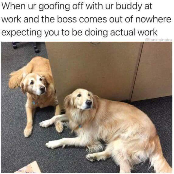 Office_ALFHA's tweet photo. This office, every damn day. On the floor and everything, usually. https://t.co/JWJZHladPb