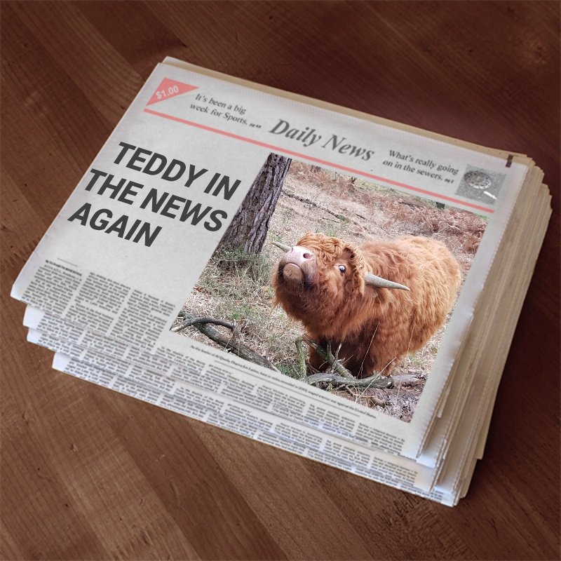 GoFastAdy's tweet photo. Little Teddy in the news again on Xmas Eve 😁👍🏻
@KJPerry61 @newlandfarm @Highland_Cows @Maolfarmiona @TigerComet26 @fuzzysemi @mcclenp @nativebreedsGB @Marksvegplot @livestockcity @VelmeadCattle @tongueoutcoos https://t.co/g06Xkfx18k