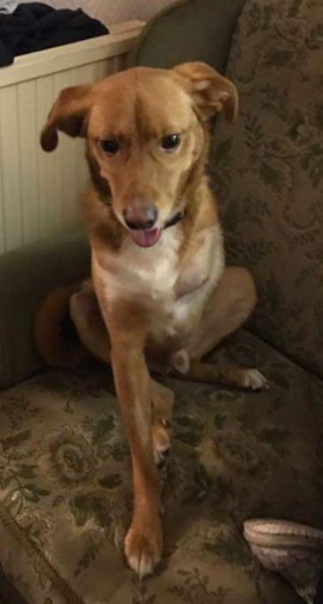 Find Tripawd Toby (@findtripawdtoby) on Twitter photo Wherever you are, whoever you are with we hope you are safe and well and happy....we love you Toby and will #NeverGiveUpHope of one day bringing you home where you belong #TimeToComeHome #ChristmasWish #Tripawd #Family Merry Christmas fella 🎄🐾 <a href="/yorkshire_hour/">#YorkshireHour</a> <a href="/caninehour/">caninehour</a> Wherever you are, whoever you are with we hope you are safe and well and happy....we love you Toby and will #NeverGiveUpHope of one day bringing you home where you belong #TimeToComeHome #ChristmasWish #Tripawd #Family Merry Christmas fella 🎄🐾 <a href="/yorkshire_hour/">#YorkshireHour</a> <a href="/caninehour/">caninehour</a>