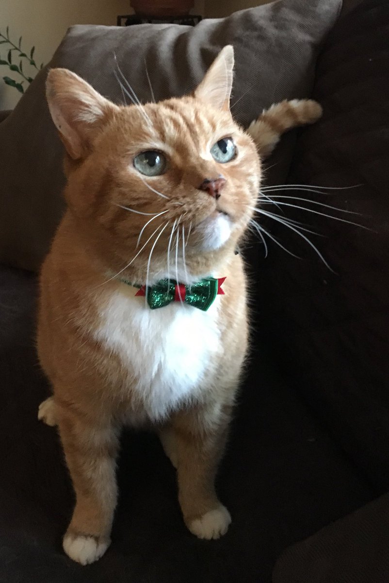 Waiting for Santa #liholidaypics