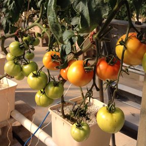 EdibleSoFla's tweet photo. More #farmersmarkets today! Miami Shores Optimist Park @MarketCompMIA | @PBayFarmersMkt | #KendallVillage | LincolnRoad | Pembroke Gardens | Merrick Park | @YGFarmersMarket https://t.co/8Vk39hUoJg