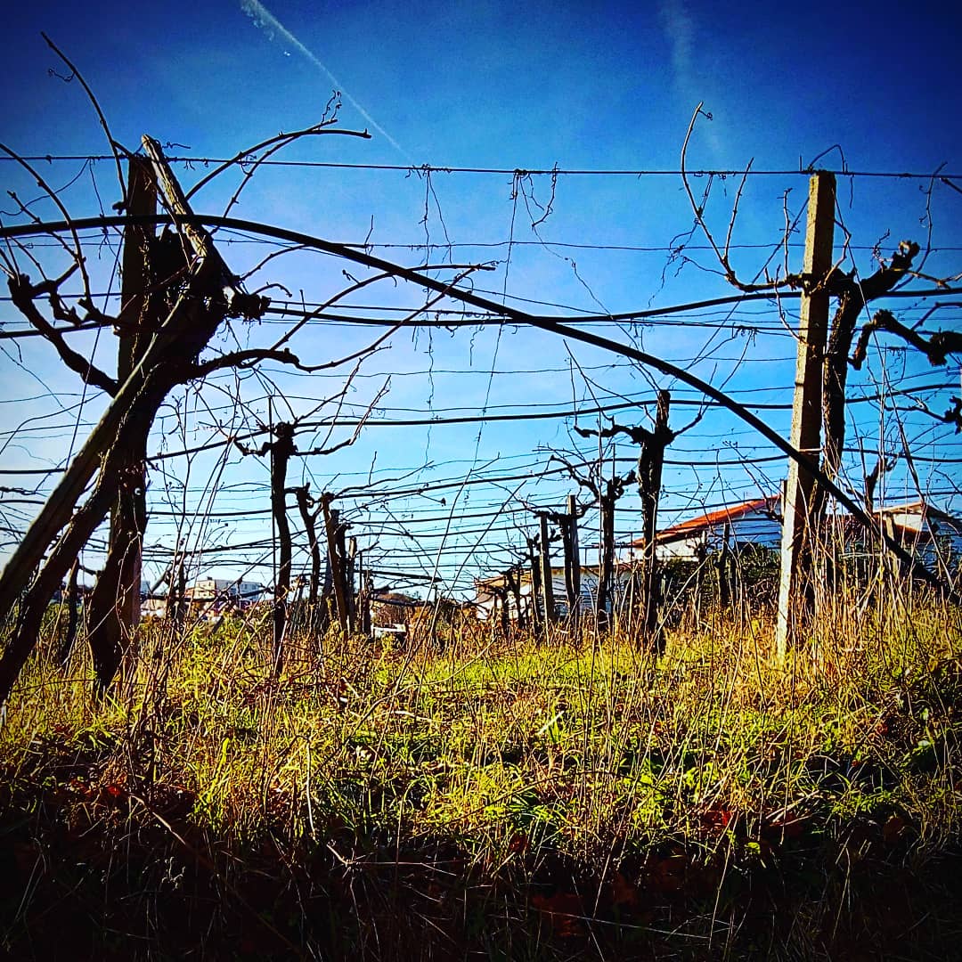 alessandrom76's tweet photo. https://t.co/y4uXI02BAf
Vigne d'Inverno
#winter #clearsky #bluesky #country #countryside #grapes #vineyard #vine #agricolture #wine #grass #inverno #cielo #cieloazzurro #uva #grappoli #tralcio #vigna #agricoltura #vino #erba #campagna #chieti https://t.co/naB1ksAepe