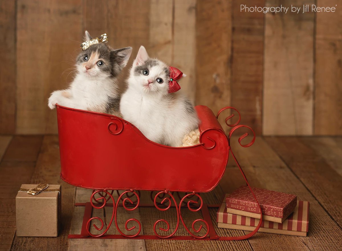 Kittens for Kristmas is happening all day at KC Pet Project’s Zona Rosa Adoption Center! All adoption centers are open until 3:00 today!