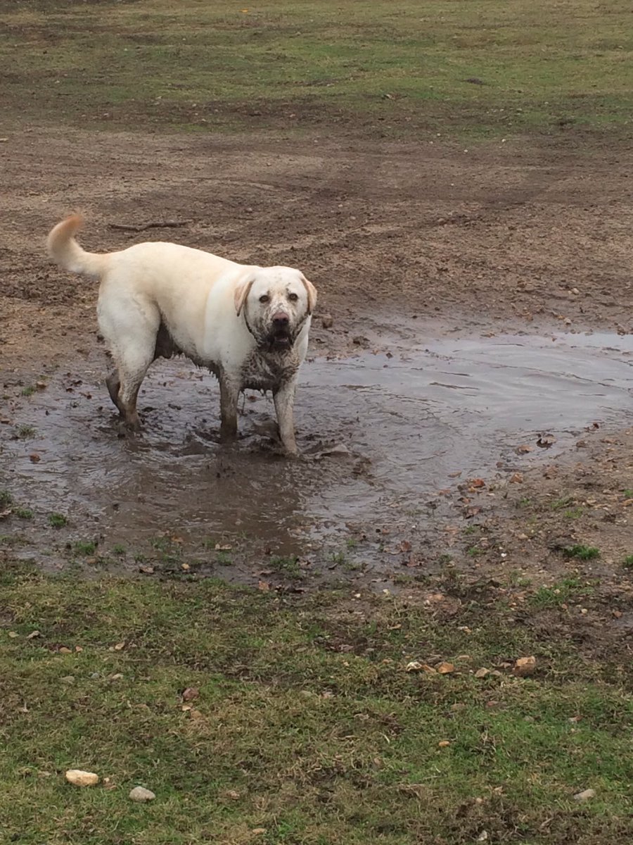 NicNic711's tweet photo. @loabi_retriever At least you stayed clean Loabi ! #benson #muddylab #funfunfun https://t.co/WByb6G2I16