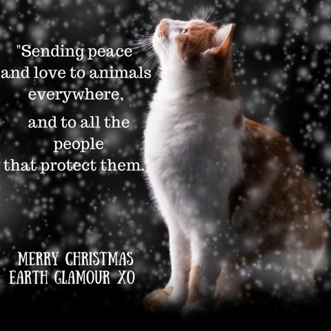 EarthGlamour's tweet photo. Sending #peace and #love to all the #animals everywhere,and to all the people who #protect them.#merrychristmas from Earth Glamour Xo #govegan #goveganfortheanimals #choosecrueltyfree #bekindtoanimals #loveanimals #allanimals https://t.co/3ms2O4yLKn