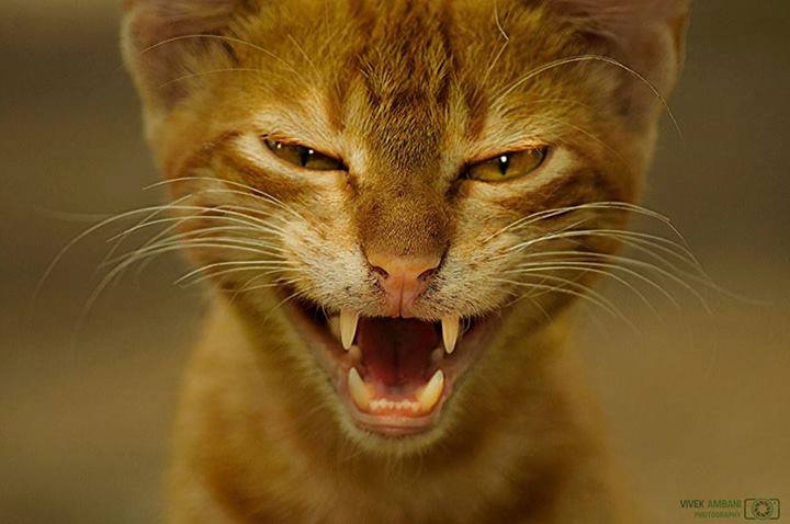 рот кошки закрытый