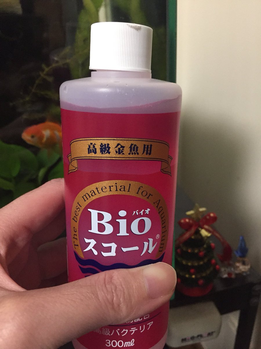 キントト 仕事と私事 両方の事情で引っ越しが決まり家探し 前向きな理由なので良いのですが金魚達をどうしたら クリスマスプレゼントとして帰りにいつもより高価なバイオスコールの高級金魚用を購入 ウチの子が高級金魚扱いですよ 水換え時 キントト 仕事と私事 両方の事情で引っ越しが決まり家探し 前向きな理由なので良いのですが金魚達をどうしたら クリスマスプレゼントとして帰りにいつもより高価なバイオスコールの高級金魚用を購入 ウチの子が高級金魚扱いですよ 水換え時