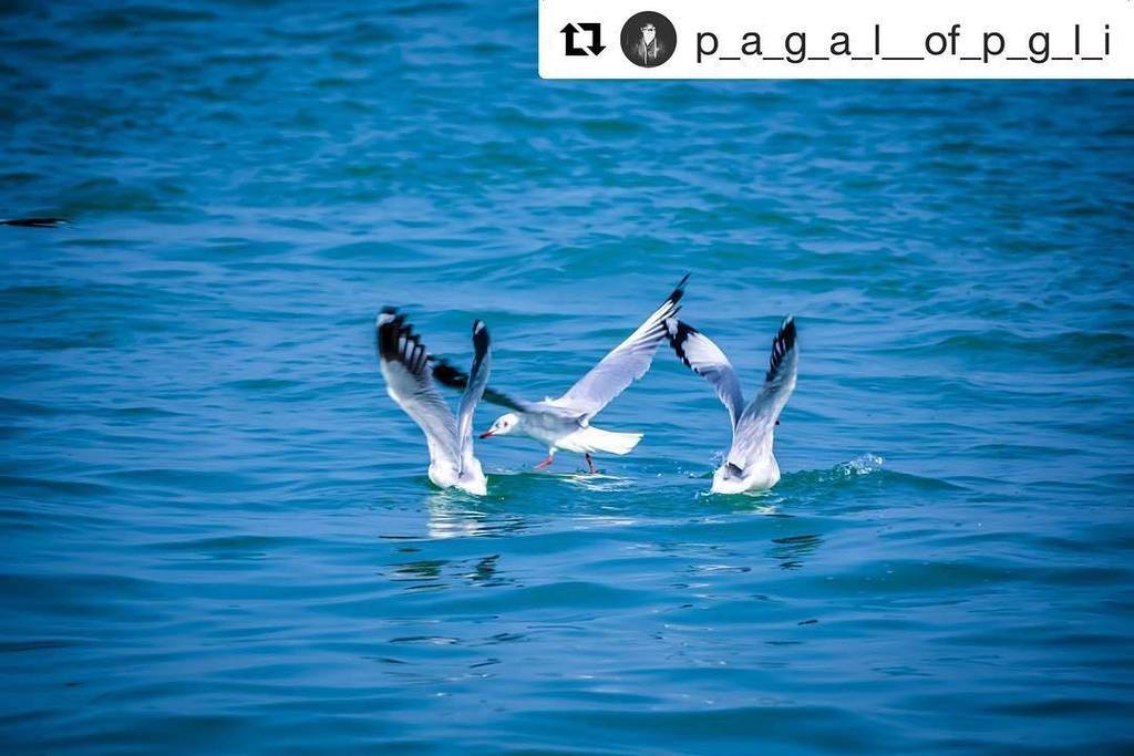 BBSRBuzz's tweet photo. #photography #chilika #birding #odisha #travel #ttot #tourism #bhubaneswarbuzz pic courtesy @p_a_g_a_l__of_p_g_l_i ・・・
#lastsunday #chilika #kalijai #photoshoot #pc_me #edit_me #naturelovers #birds . Tag #bhubaneswarbuzz to get featured https://t.co/y1IhKDsohg #photography … https://t.co/Q7X8Ke8kJQ