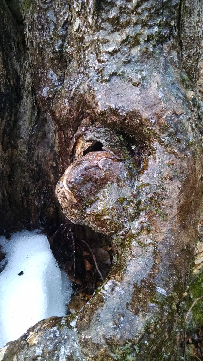 AprilLionberger's tweet photo. Bridges may freeze before roads! Loving the beauty of ice on everything and thankful for moss on rocks for safe stream crossings. #trailrunning #runshine #RWRunStreak #newenglandweather https://t.co/qTh9MjyJT5