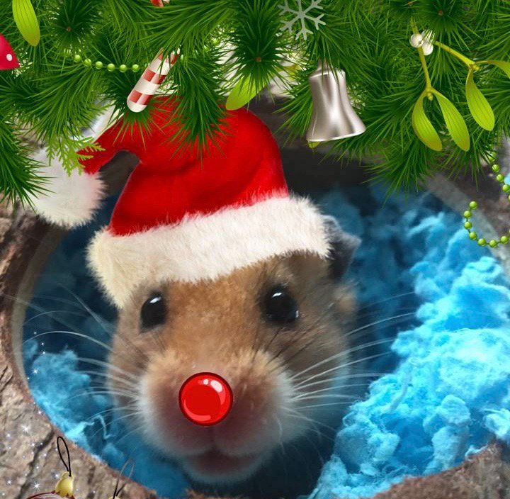 GoodVetPetGuide's tweet photo. Frank the #hamster is feeling festive
Love this little guy!
#christmas
#Smallfurry https://t.co/nqKVEoIZ69