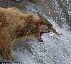 BrownsMemes's tweet photo. After a full season of talking crap, Fred the bear was ready for his rematch with Jerry the fish. Jerry won the rematch with a stunning dropkick.
#BearFail #Browns https://t.co/xUAouf4FSK