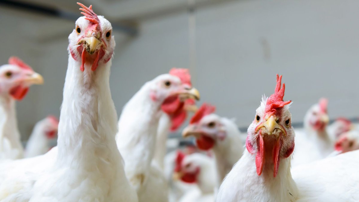 TheOnion's tweet image. Study Finds Chickens Would Have No Qualms About Caging, Eating Humans trib.al/hHSdYvC