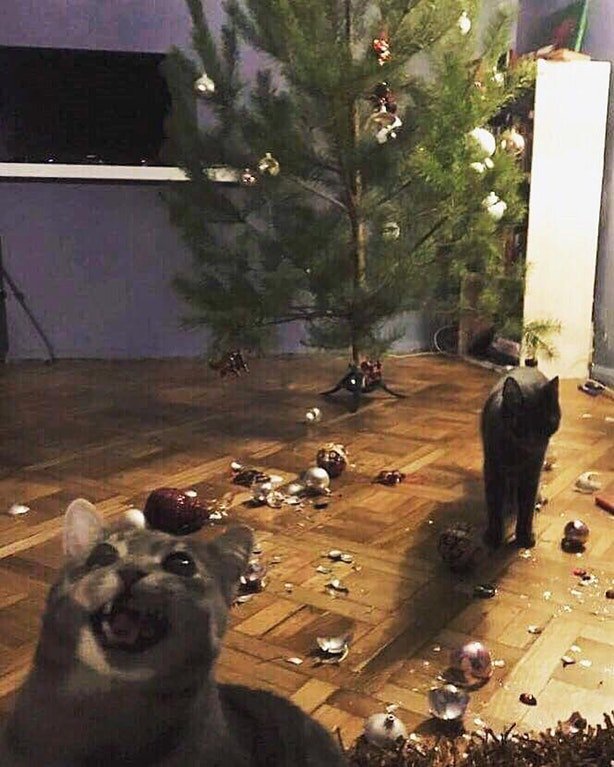クリスマス終了のお知らせ猫に壊されたツリーが悲しすぎる 話題の