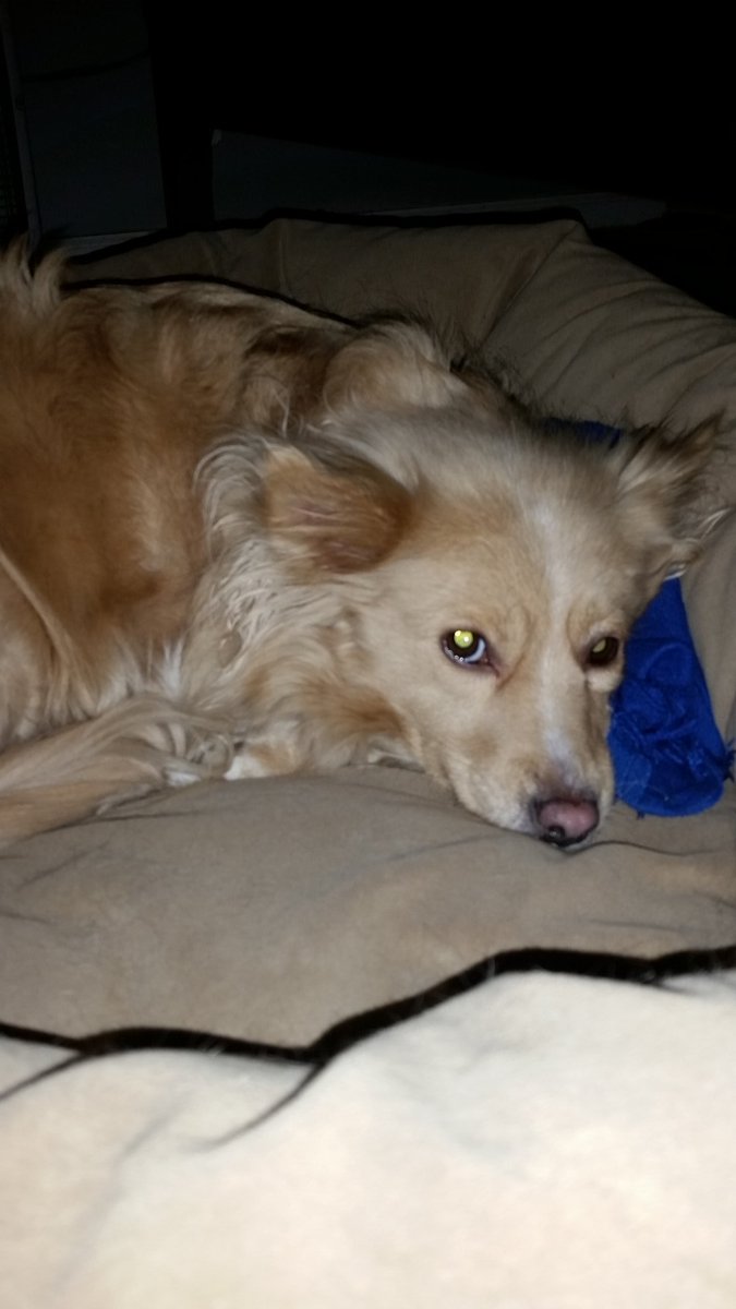 emergencygrace's tweet photo. Mornings are for coffee and contemplation. Don't bother me, human. https://t.co/9BM7ok8aQb