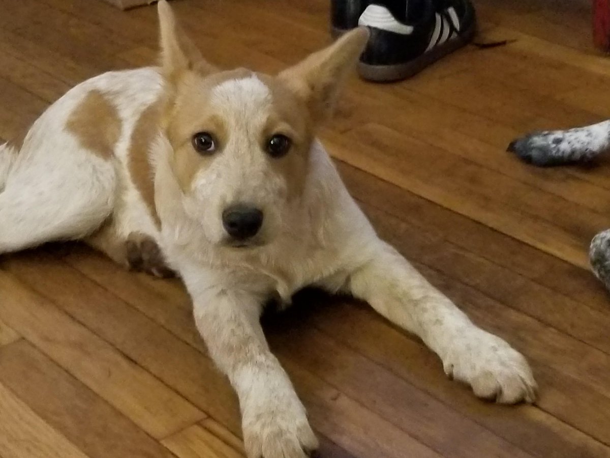 arSah's tweet image. Oh, btw twittersphere.... Ya wanna see a cute puppy? Please welcome Finn! The newest member of the Jones family!