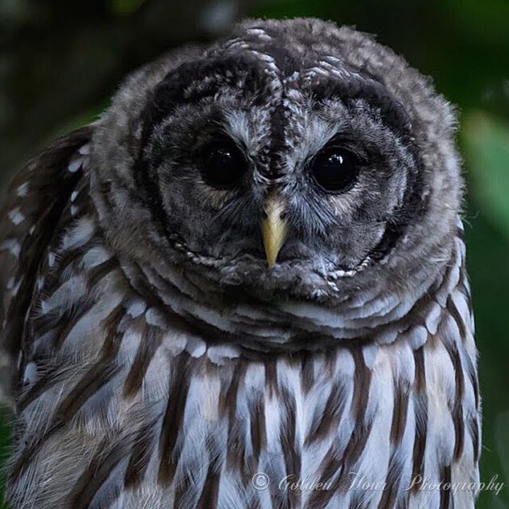 GoldenHourPics's tweet photo. Peek-a-boo 👀
.
.
.

#yyj #westcoast #naturephotography #nature #naturepics #photography #igphotographers #goldenhour #bc #westcoastbestcoast #pictures #art #natureart #VancouverIsland #wildlife #wildlifephotography #sharecangeo #sharecanada #parkscanada  #nikon_canada #owl #… https://t.co/fzb3nFAeTR