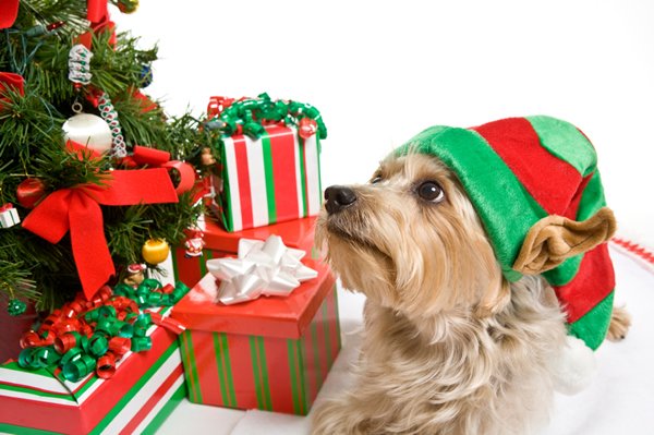 choosewindmill's tweet photo. Wishing everyone a very Merry Christmas from your friends at Posh Pet Hotel 🐶🐈🎄🎁 #poshpethotel #PPH #pets #dogs #cats #MerryChristmas #PalmBeach #wpb https://t.co/GxInDBQ5fc