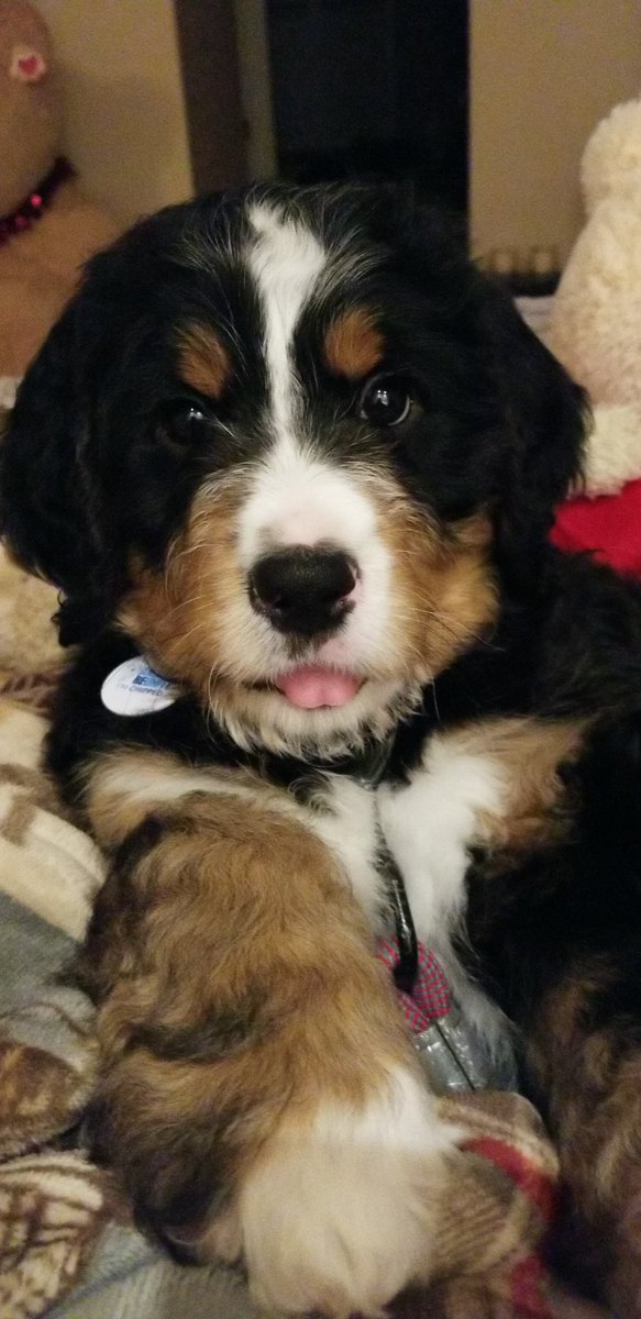 Christmas Puppy! #BerneseMountainDog #dogsoftwitter