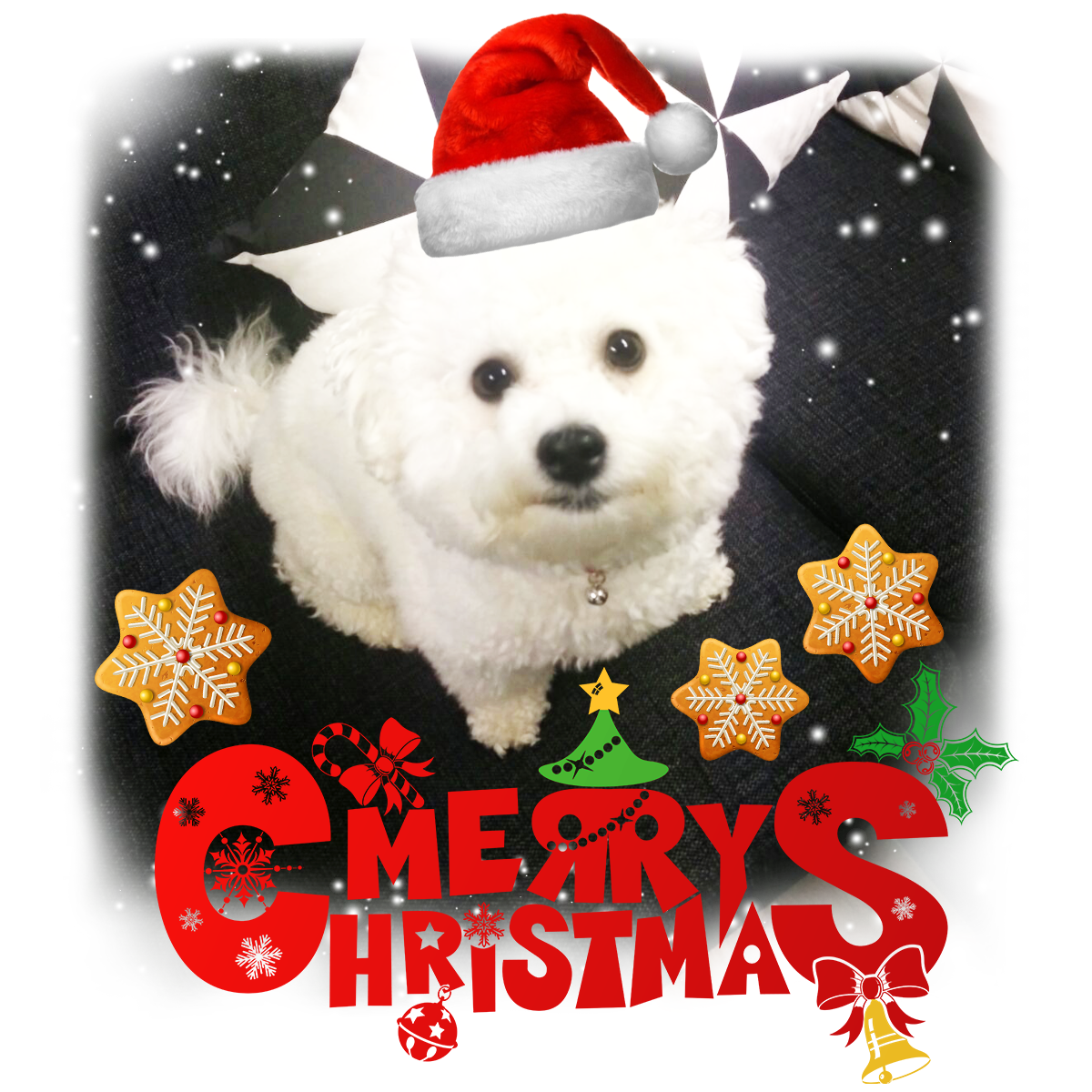 KoukoiGames's tweet photo. Merry Christmas, Happy Holidays and an Awesome New Year from the Koukoi team - wished by our office dogs! https://t.co/x1Vx2Eq1MM