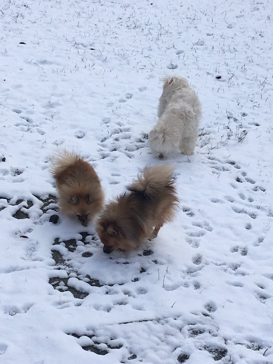 Just FurBabies Pet (jstfurbabies) Twitter