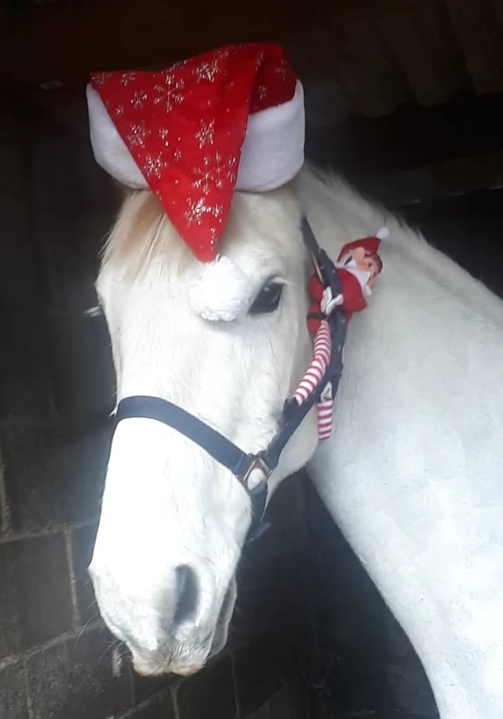 OwlHousePC's tweet photo. Hope you and your ponies all feeling #festive!! #MerryChristmas #Christmas #ChristmasEve2017 https://t.co/dxgDnACscw