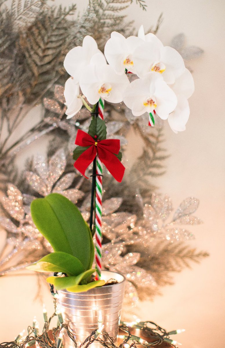 Wishing you all the joy, good food and homey-vibes, surrounded by those you love in the spirit of the #holidays. #merrychristmas
Swan #Orchid by SV