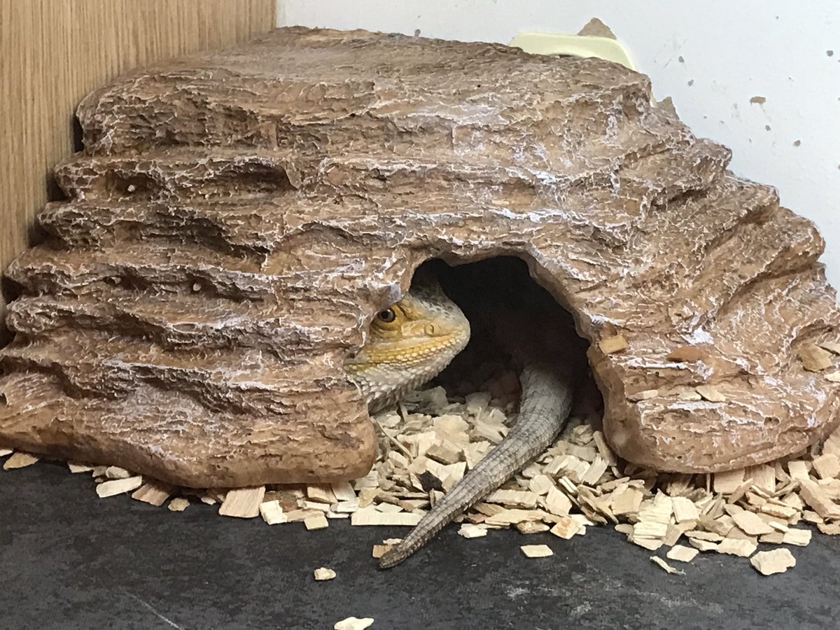 JulianPT158's tweet photo. Ralphy’s Christmas present appears to have gone down well.  Few minutes exploring, then off to his new bedroom. Night then 🛏😊
#happylizard #beardeddragon https://t.co/POt9CjIKmU