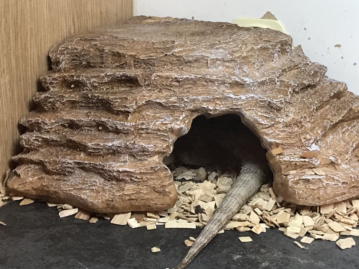 JulianPT158's tweet photo. Ralphy’s Christmas present appears to have gone down well.  Few minutes exploring, then off to his new bedroom. Night then 🛏😊
#happylizard #beardeddragon https://t.co/POt9CjIKmU