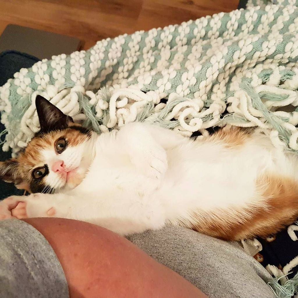 shane_rutter1's tweet photo. #cats #catsofinstagram #calico #calicocat #petsofinstagram #islathekitty #kitten #girlkitten #chilling #happy #cuddles #instacat #meow #pets #love #furbaby #ilovemycat #tortoiseshell #tortiecat #tortoisehellcat #calicotortie #adoptdontshop #rescuecat #re… https://t.co/StFtISLlhd https://t.co/sOlTifVcNo