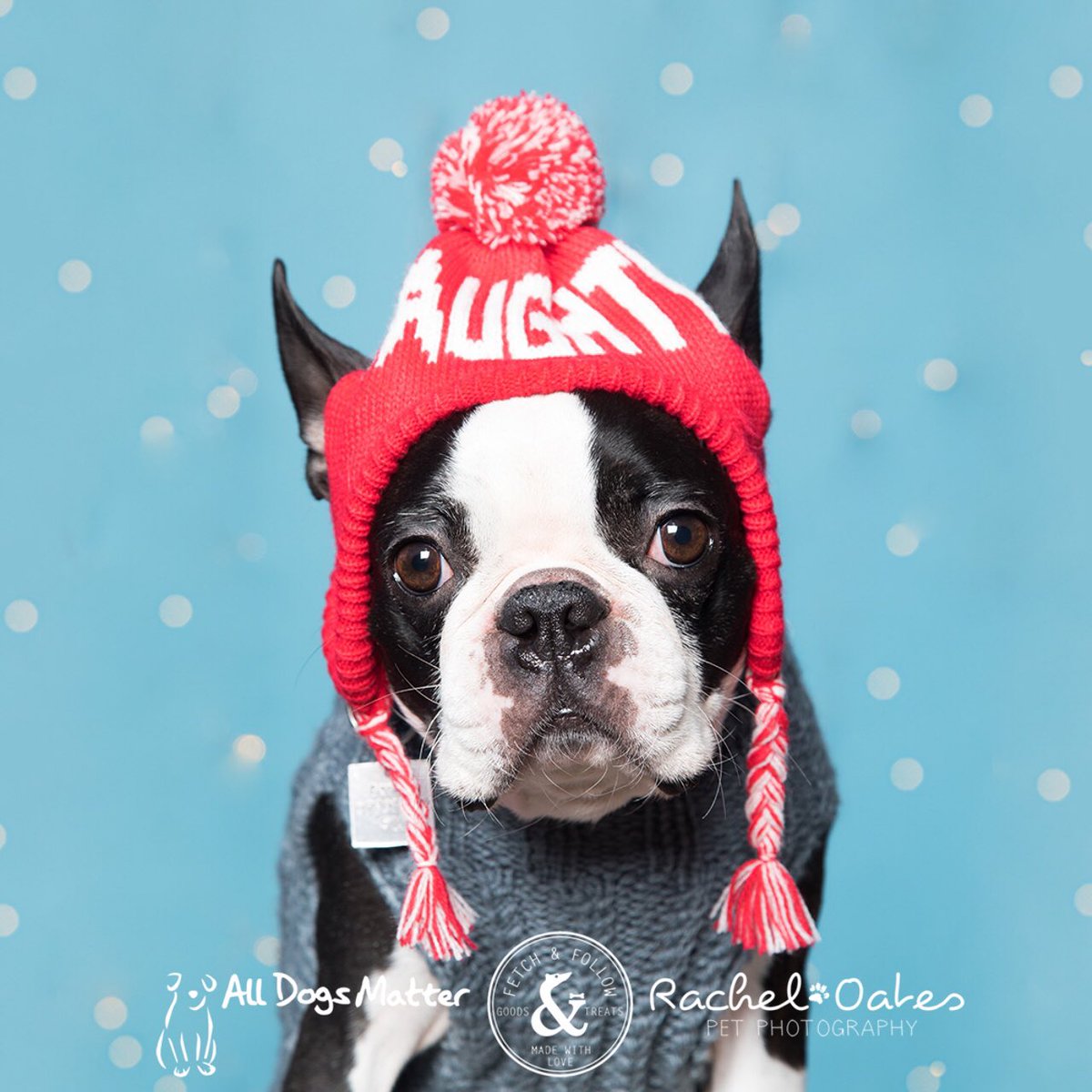 Festive blog post - 4 ways to make life #betterwithpets and <a href="/Purina/">Purina</a> bit.ly/BetterWithPets Happy Christmas hounds, humans and cats