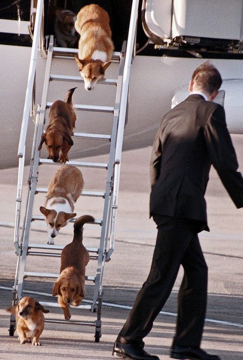 Royal corgis getting on and off airplanes: a series