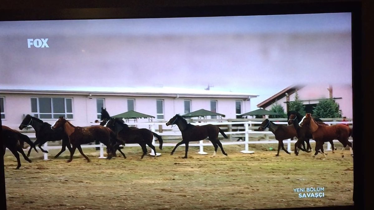 HCaliskanESOGU's tweet photo. @EsoguWeb Mahmudiye Atçılık Meslek Yüksekokulu, #Savaşçı dizisindeydi! 🐎🐎#ermeydanı @savascifox https://t.co/ocZ4bX1LRY