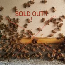 SweetbeeHF's tweet photo. Holidays' good news and bad news. The bad news is we have completely SOLD OUT of our 2018 5 frame Nucs.The good news, for those who want to buy our Beekeeping supplies, PayPal is offering financing, see details on our website https://t.co/T7tU4NV95T https://t.co/o2KP1Jst2n