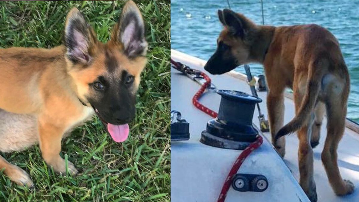 4-month-old puppy stolen from car in Aventura, owner says bit.ly/2BvH6J5 https://t.co/abylsi0B6L