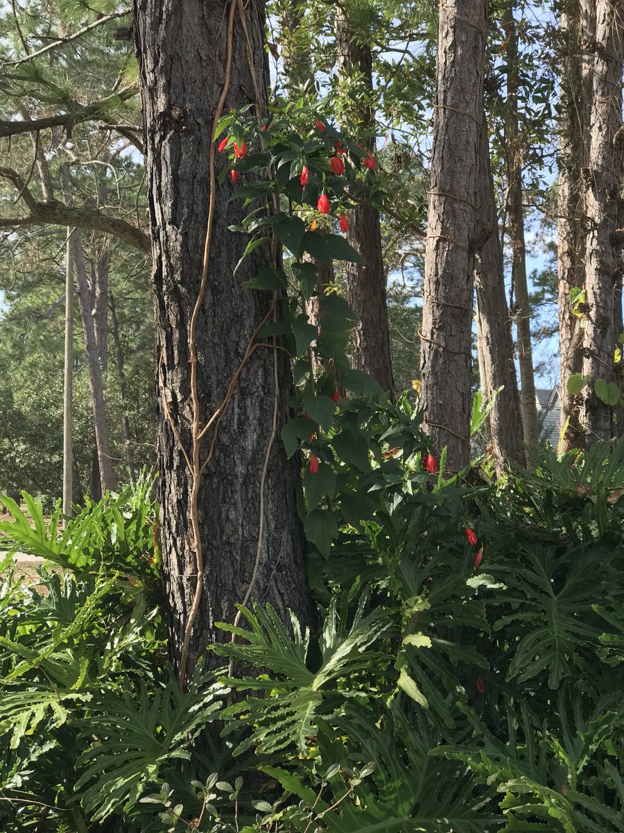 BeacheyGirl's tweet photo. Sunny Florida Christmas Eve @vixentink_tracy @SafetyGirl100 @MagsDWB13 @BrendaFlournoy1 @kitty4hawks @soniacolpo @beachesbikes @mrtom101 @seasolshades https://t.co/OCzR4mwJRU